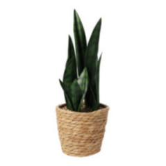 PLANTA SANSEVIERIA MACETA TOTORA