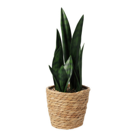 PLANTA SANSEVIERIA MACETA TOTORA