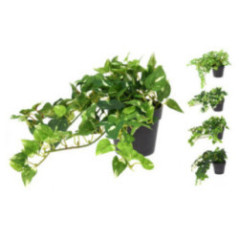 PLANTA COLGANTE EN MACETA NEGRA