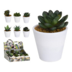 SUCULENTA EN MACETA BLANCA