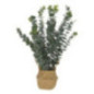 PLANTA ARTIFICIAL EUCALIPTO EN CANASTO