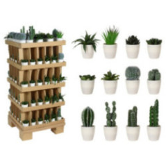 CACTUS EN MACETA BLANCA