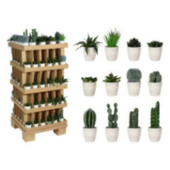 SUCULENTA EN MACETA BLANCA