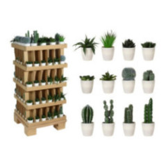 SUCULENTA EN MACETA BLANCA